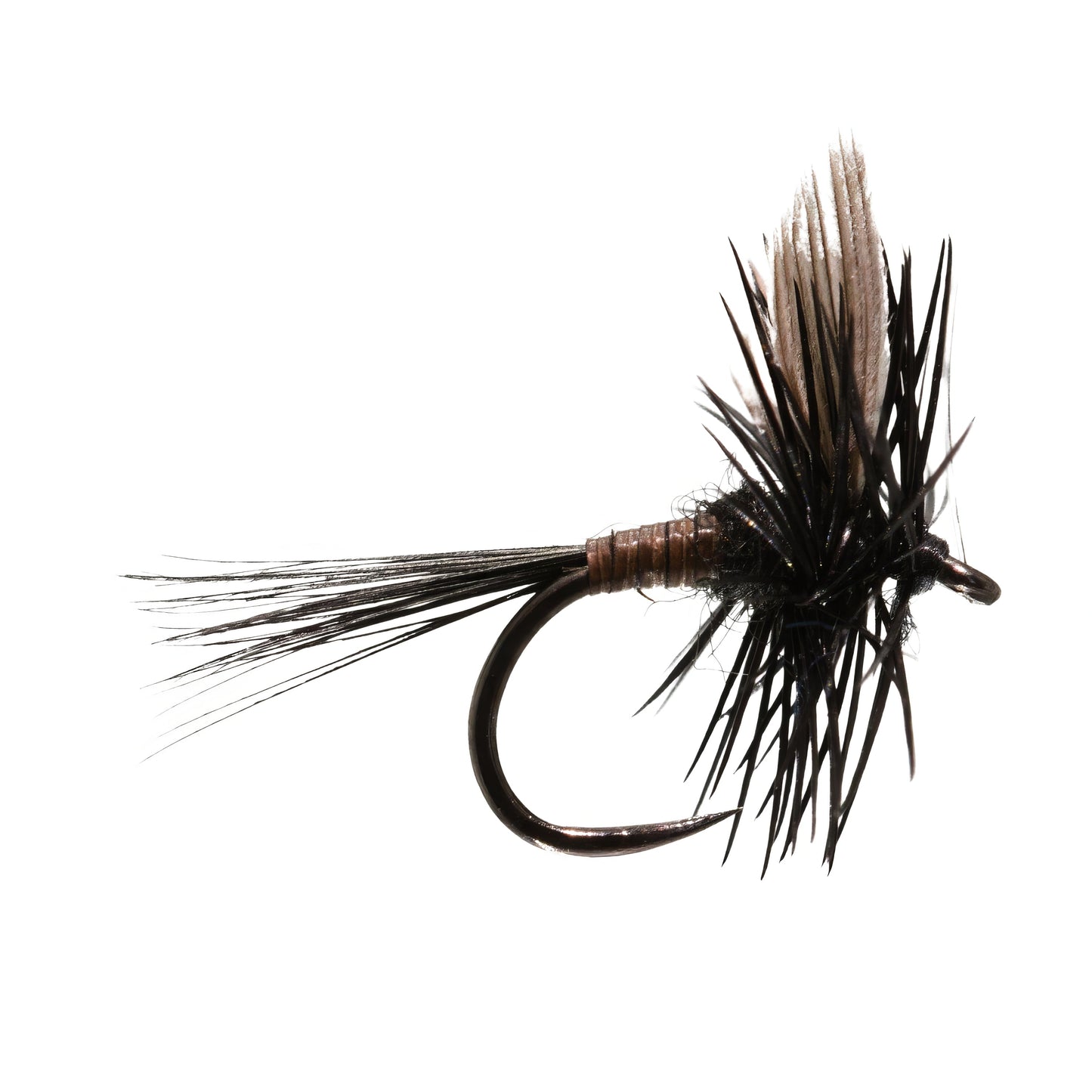 Black Gnat 2  Size 18